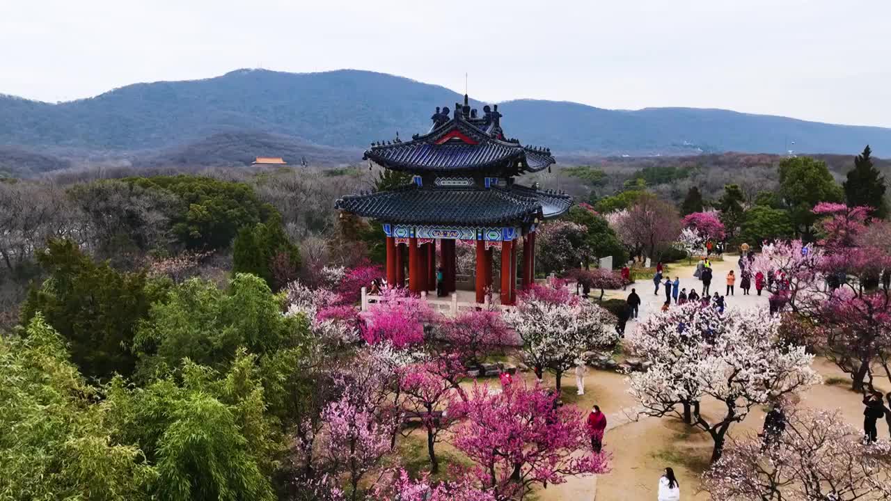 梅花阁，江苏南京视频素材