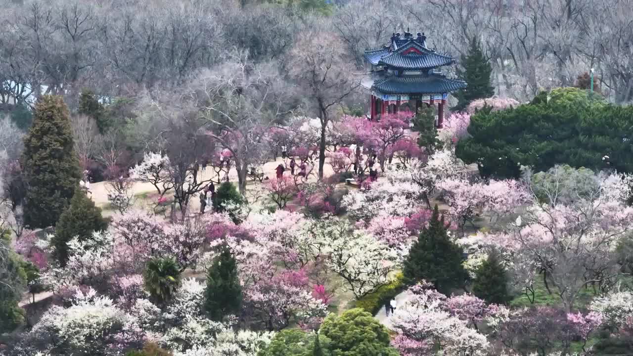 梅花山的春天，江苏南京视频素材