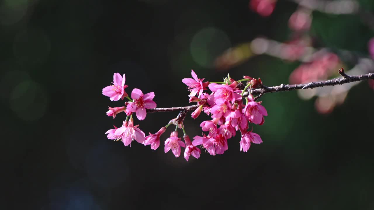 樱花 淡淡阳光下 蜜蜂飞舞视频素材