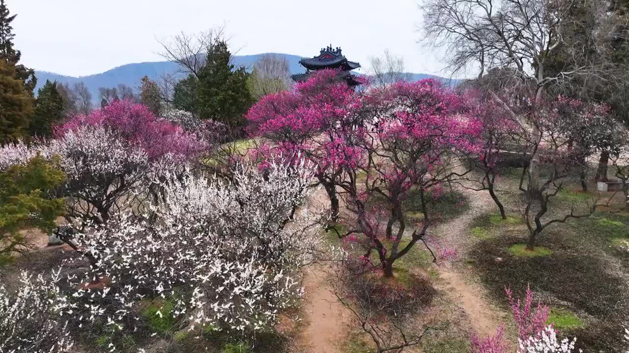 春天的博爱阁，江苏南京视频素材