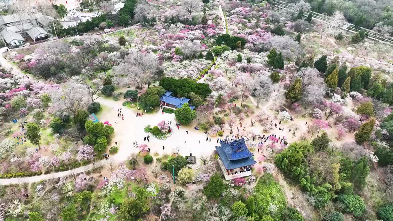 梅花山的春天，江苏南京视频素材