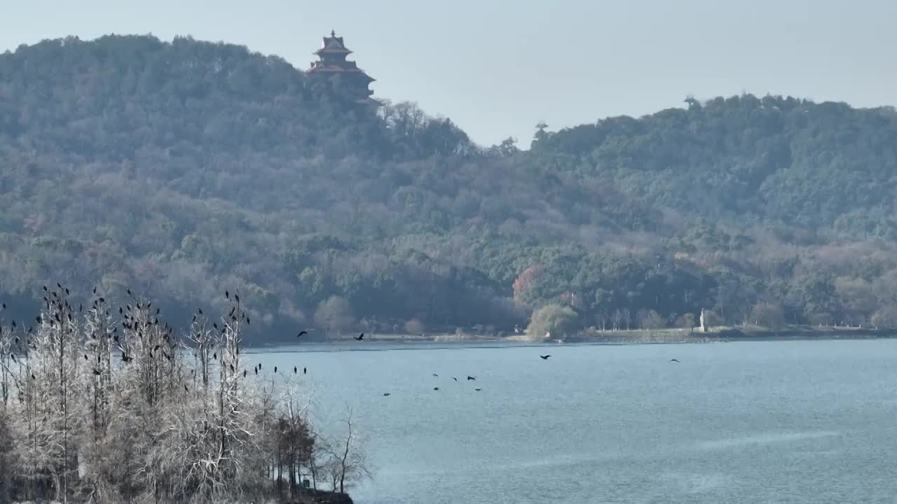 航拍湖北武汉东湖落雁鸟岛  鸬鹚鸟视频素材