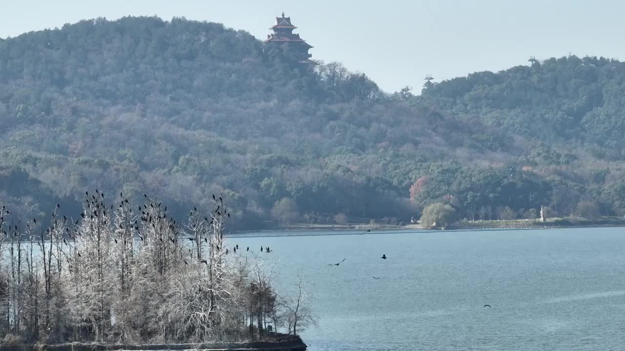 航拍湖北武汉东湖落雁鸟岛  鸬鹚鸟视频素材