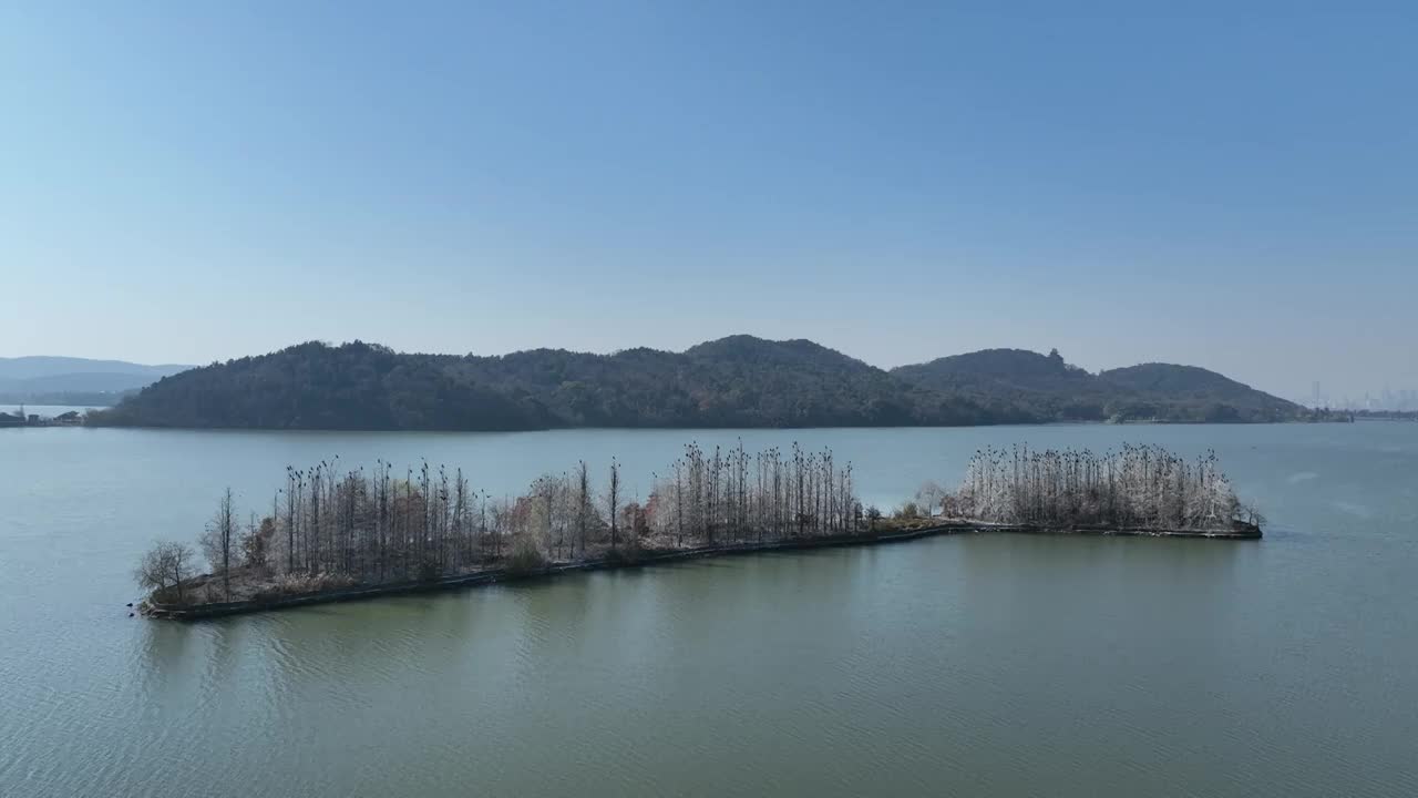 航拍湖北武汉东湖落雁鸟岛  鸬鹚鸟视频素材