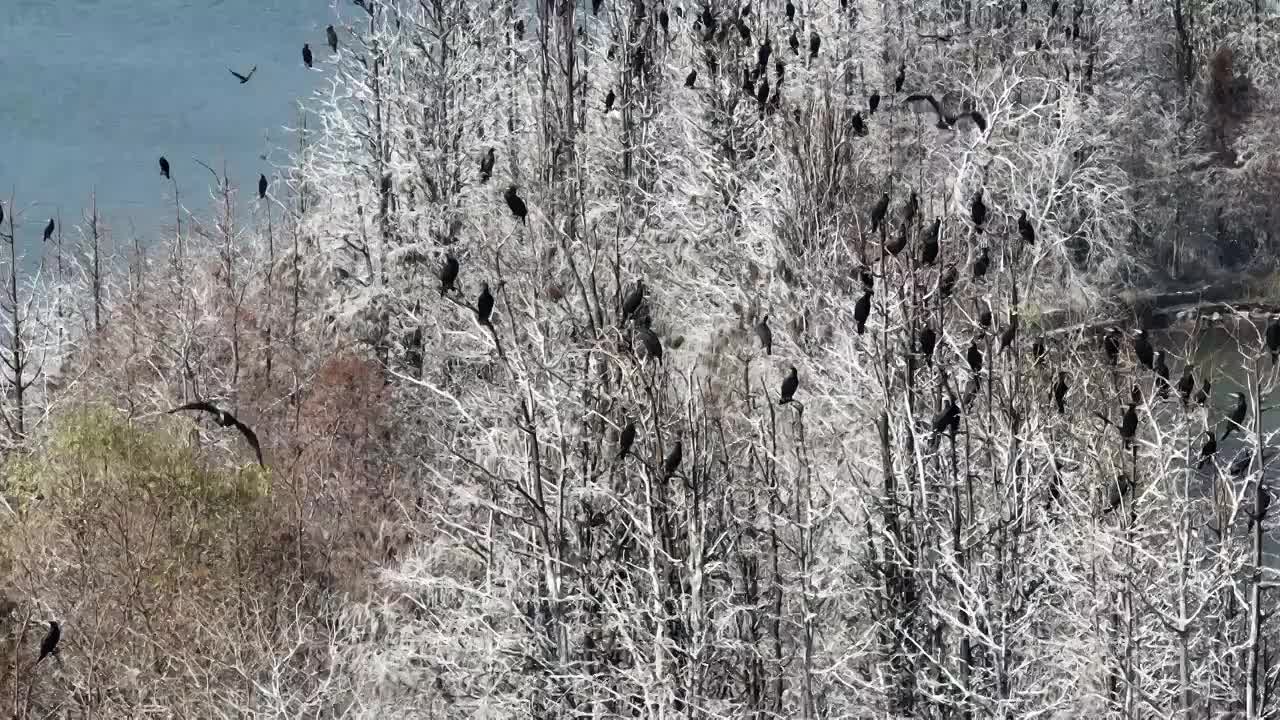 航拍湖北武汉东湖落雁鸟岛  鸬鹚鸟视频素材