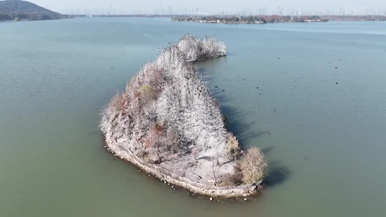 航拍湖北武汉东湖落雁鸟岛  鸬鹚鸟视频素材