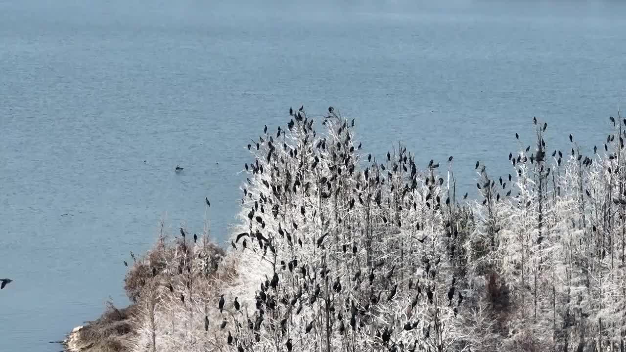 航拍湖北武汉东湖落雁鸟岛  鸬鹚鸟视频素材