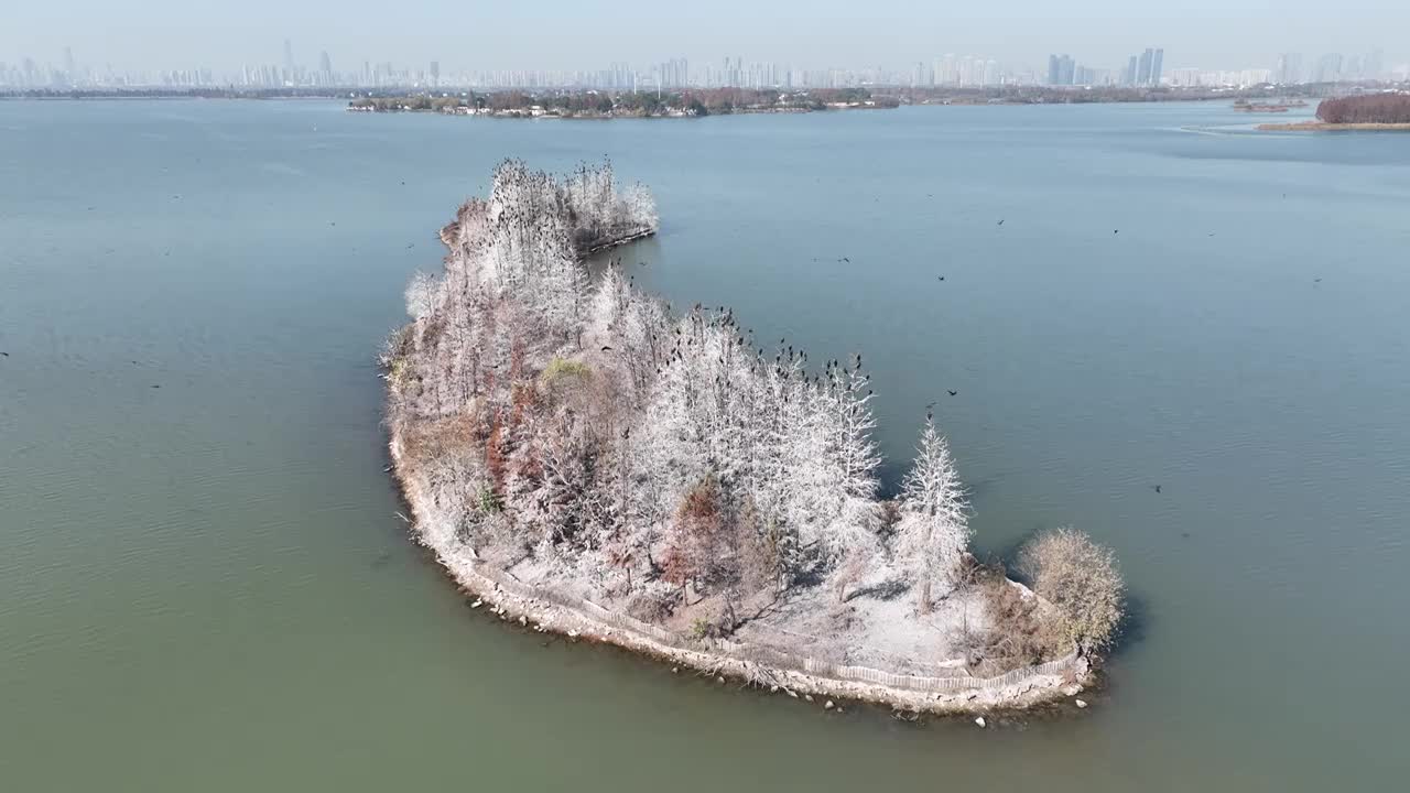 航拍湖北武汉东湖落雁鸟岛  鸬鹚鸟视频素材