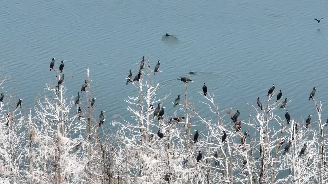 航拍湖北武汉东湖落雁鸟岛  鸬鹚鸟视频素材