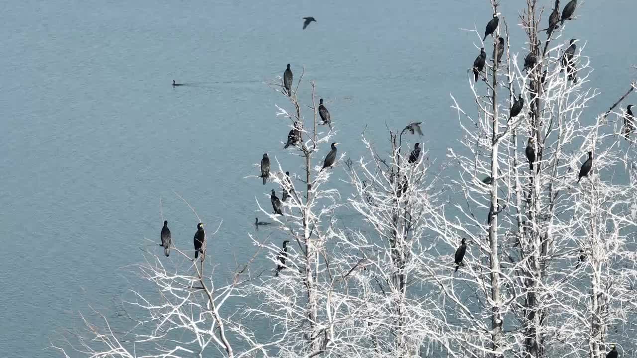 航拍湖北武汉东湖落雁鸟岛  鸬鹚鸟视频素材