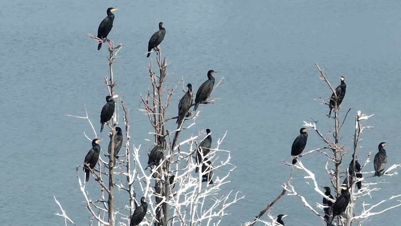 航拍湖北武汉东湖落雁鸟岛  鸬鹚鸟视频素材