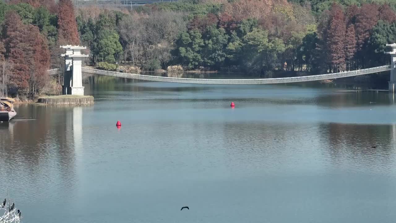 航拍湖北武汉东湖落雁鸟岛  鸬鹚鸟视频素材