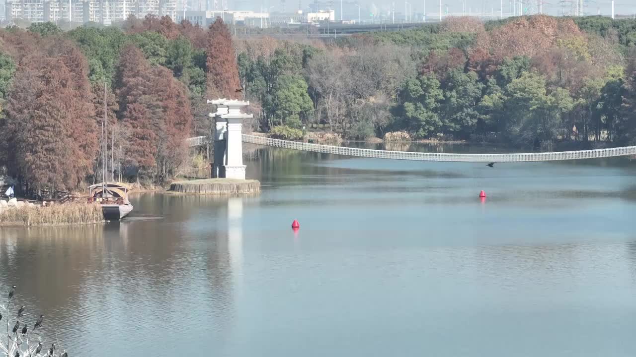 航拍湖北武汉东湖落雁鸟岛  鸬鹚鸟视频素材