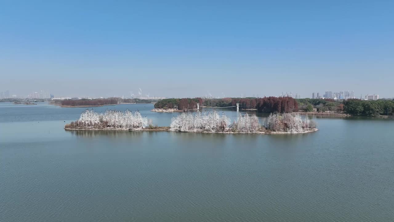 航拍湖北武汉东湖落雁鸟岛  鸬鹚鸟视频素材