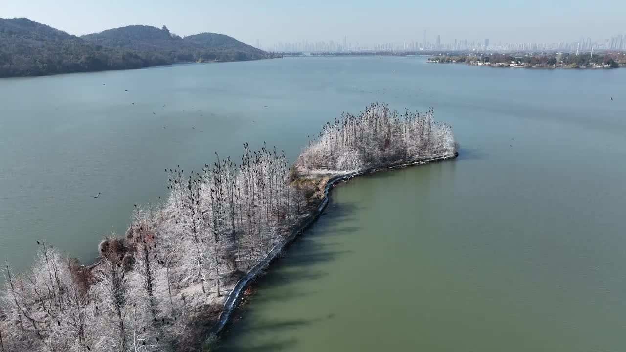 航拍湖北武汉东湖落雁鸟岛  鸬鹚鸟视频素材