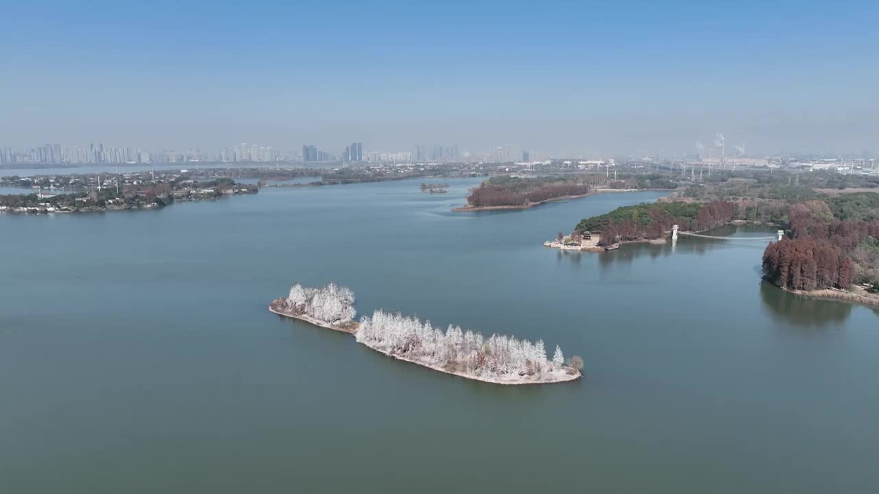 航拍湖北武汉东湖落雁鸟岛  鸬鹚鸟视频素材