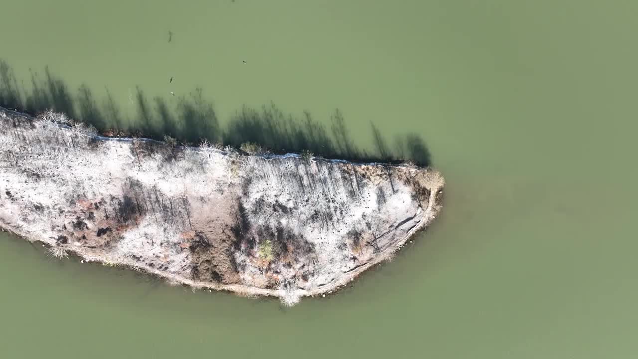 航拍湖北武汉东湖落雁鸟岛  鸬鹚鸟视频素材