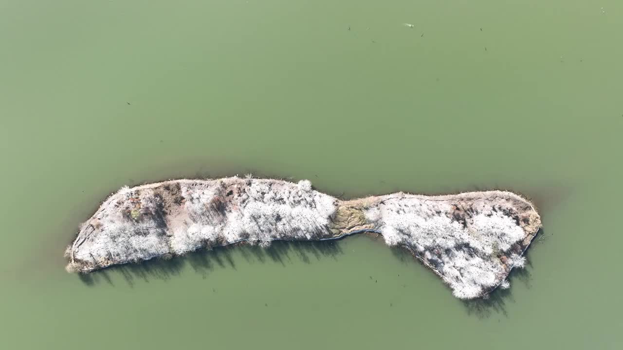 航拍湖北武汉东湖落雁鸟岛  鸬鹚鸟视频素材