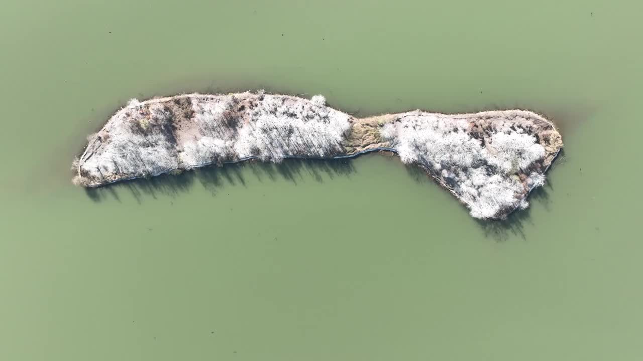 航拍湖北武汉东湖落雁鸟岛  鸬鹚鸟视频素材