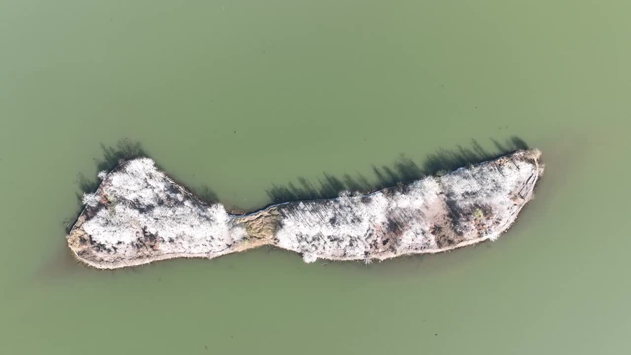 航拍湖北武汉东湖落雁鸟岛  鸬鹚鸟视频素材