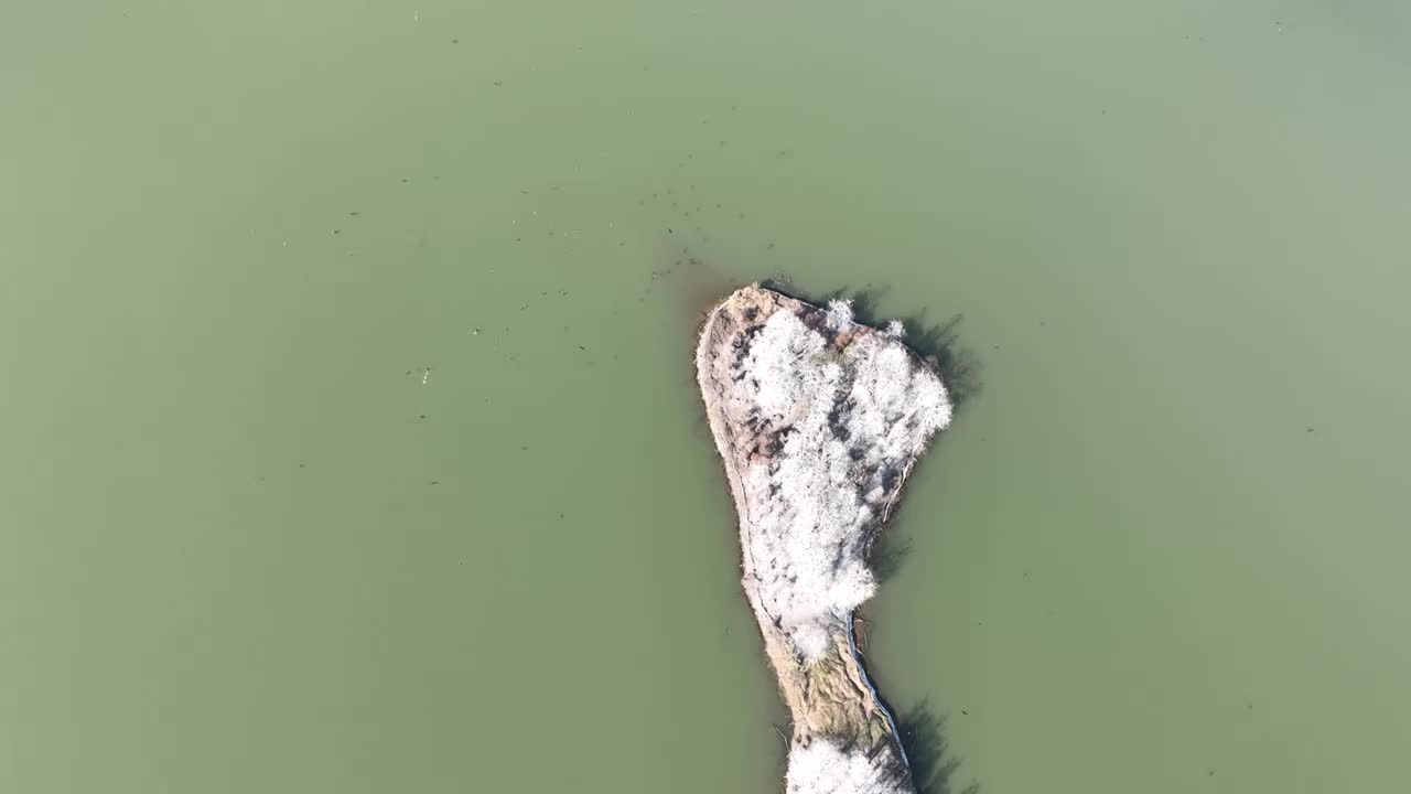 航拍湖北武汉东湖落雁鸟岛  鸬鹚鸟视频素材