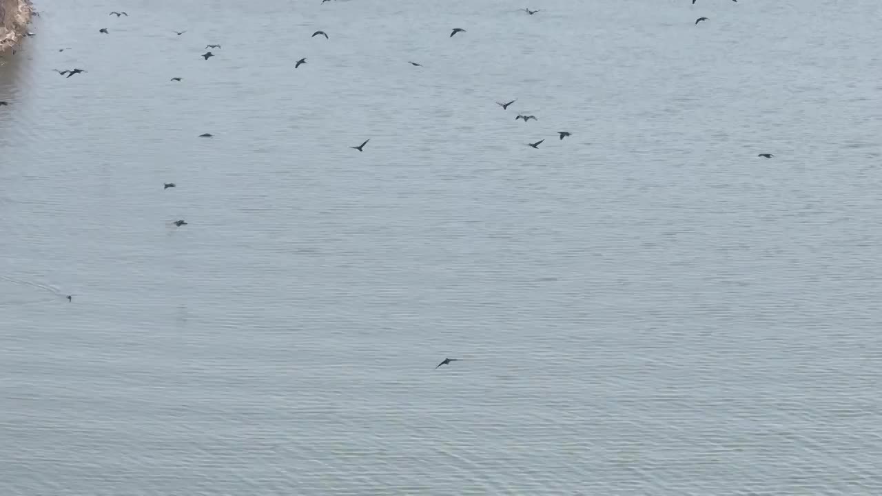 航拍湖北武汉东湖落雁鸟岛  鸬鹚鸟视频素材