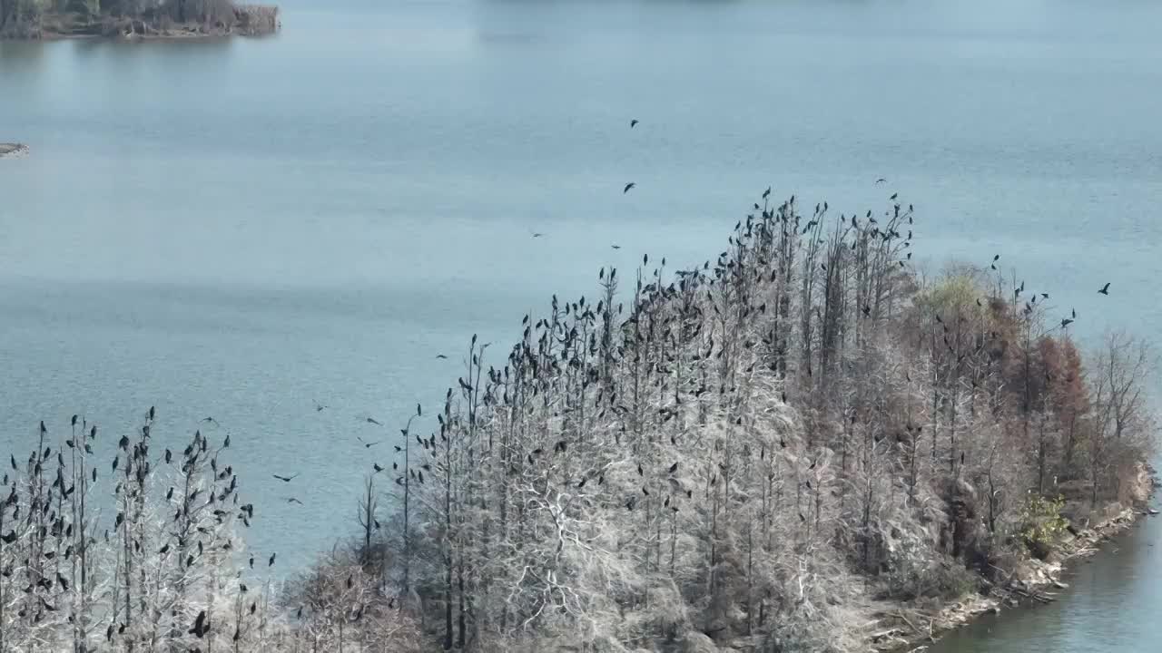 航拍湖北武汉东湖落雁鸟岛  鸬鹚鸟视频素材