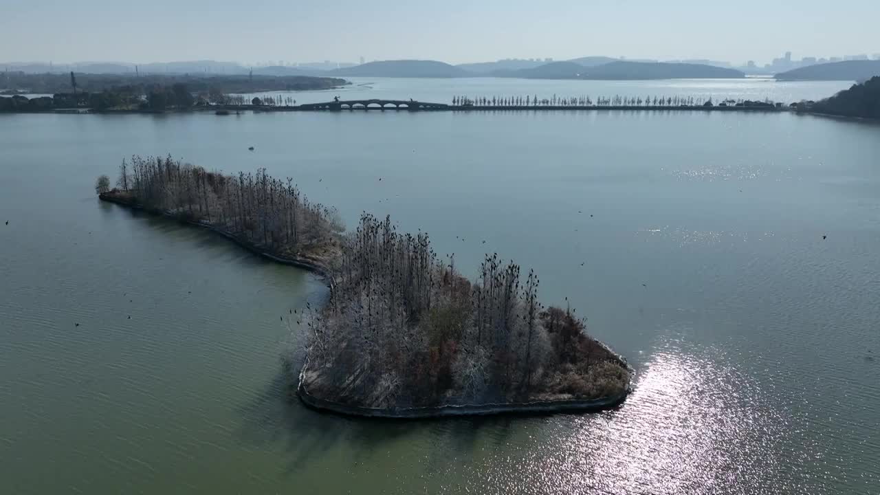 航拍湖北武汉东湖落雁鸟岛  鸬鹚鸟视频素材