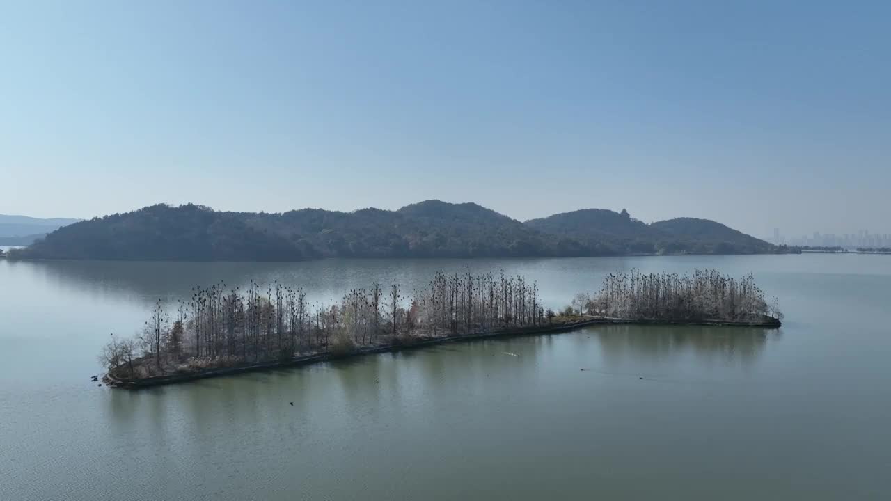 航拍湖北武汉东湖落雁鸟岛  鸬鹚鸟视频素材