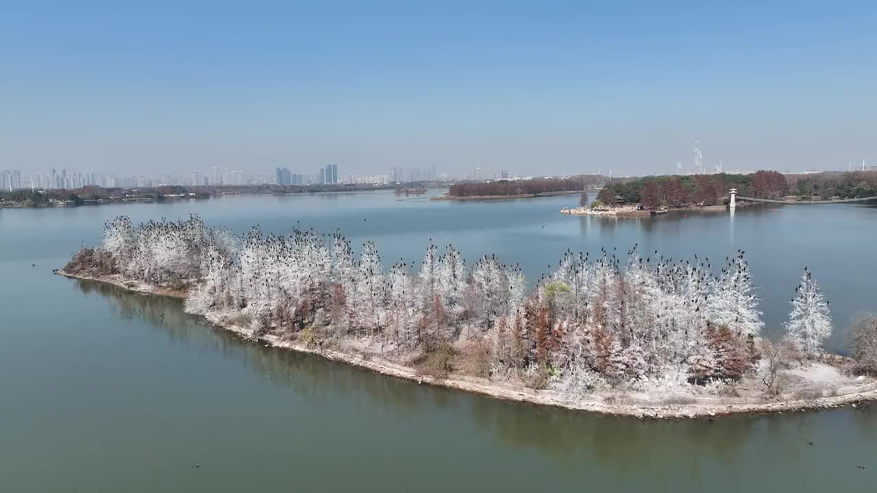 航拍湖北武汉东湖落雁鸟岛  鸬鹚鸟视频素材