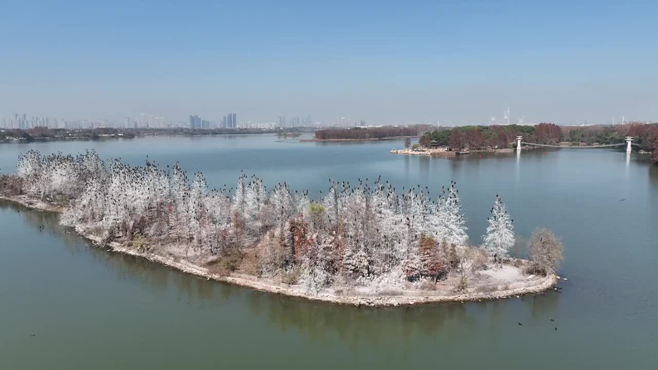 航拍湖北武汉东湖落雁鸟岛  鸬鹚鸟视频素材