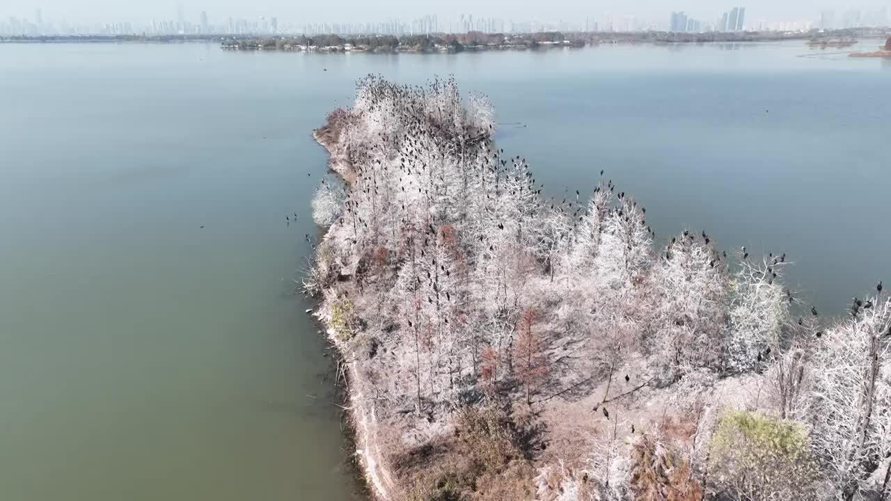 航拍湖北武汉东湖落雁鸟岛  鸬鹚鸟视频素材