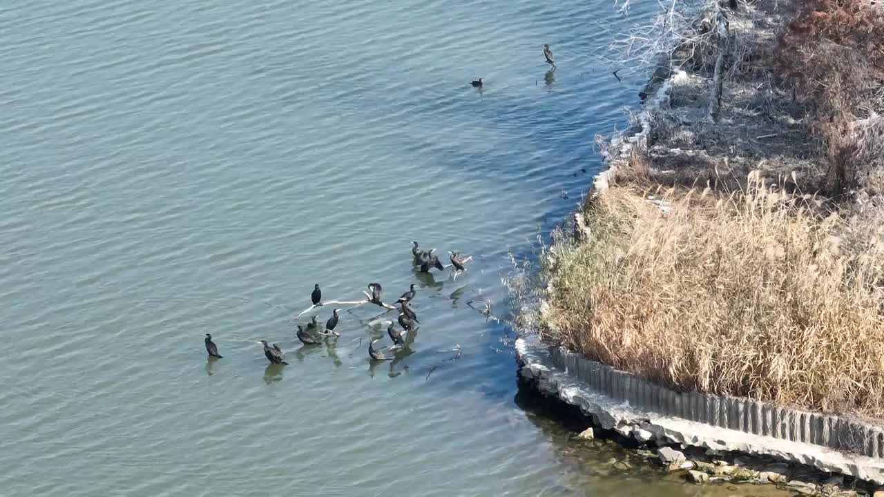 航拍湖北武汉东湖落雁鸟岛  鸬鹚鸟视频素材