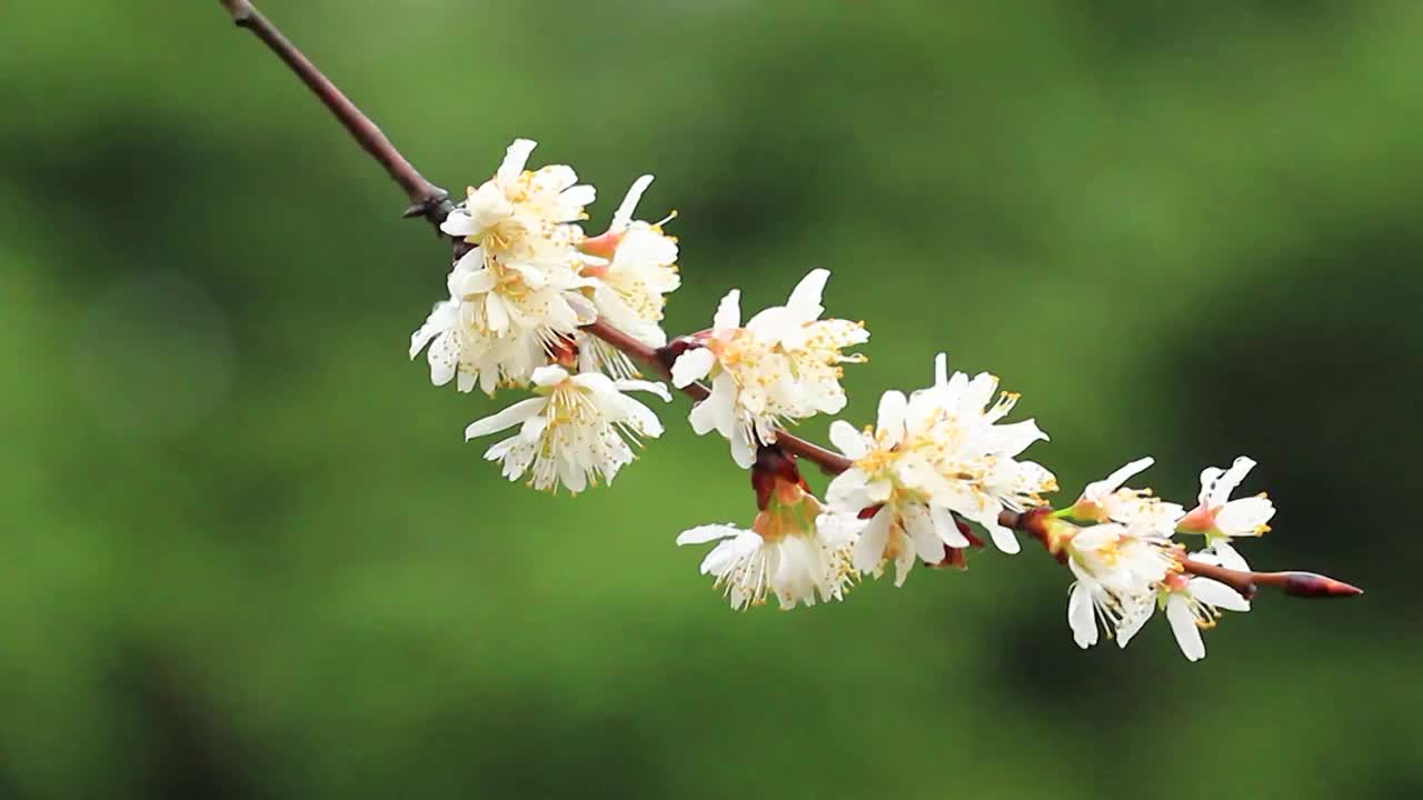 细雨中的樱花视频素材