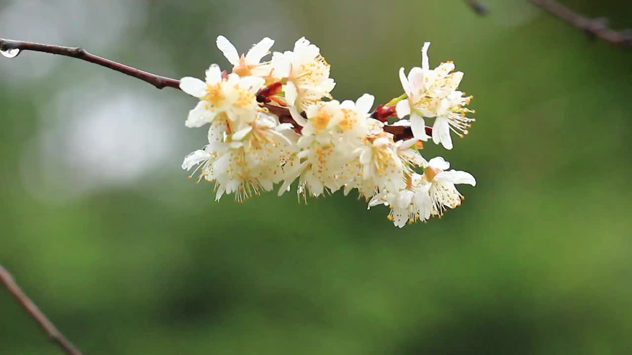 细雨中的樱花视频素材