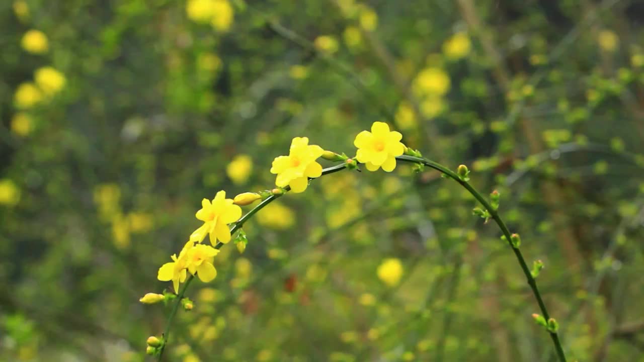 雨后的迎春花视频素材