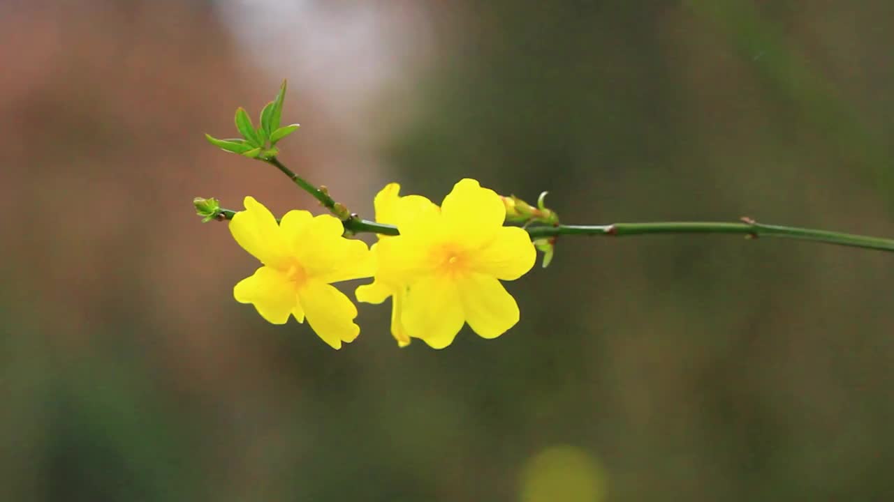 雨后的迎春花视频素材