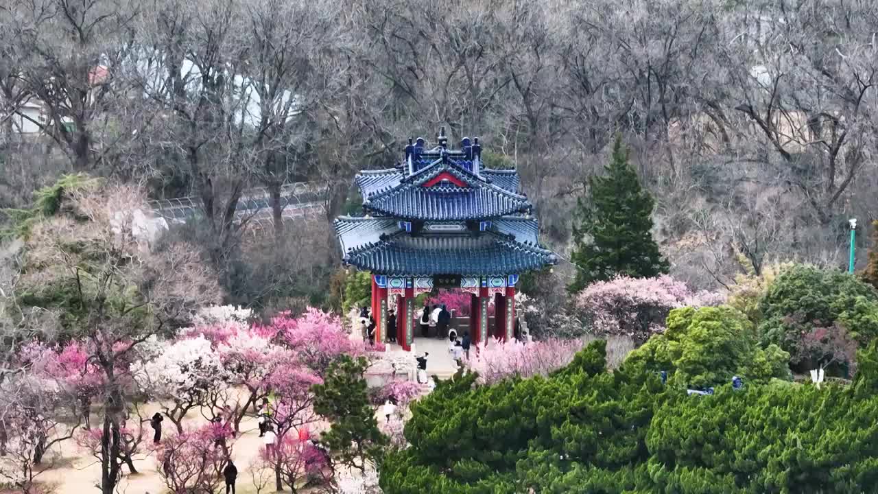 梅花山的春天，江苏南京视频素材