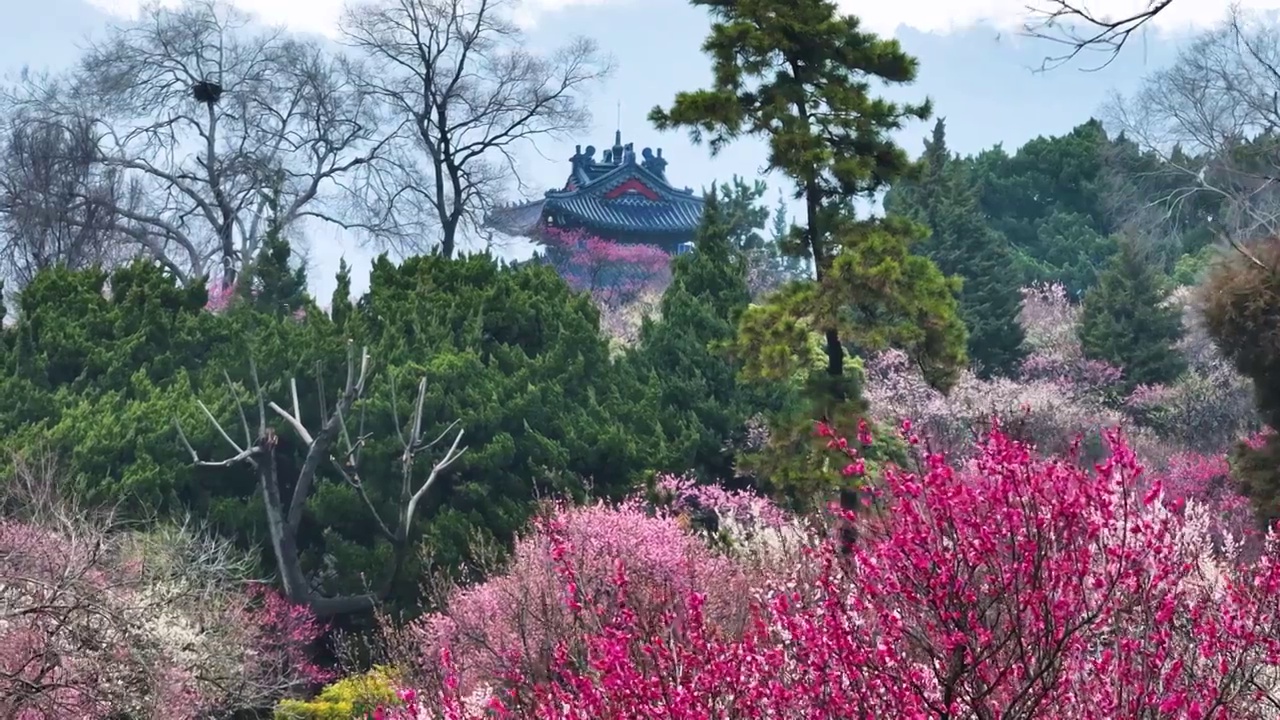 梅花和博爱阁，江苏南京视频素材