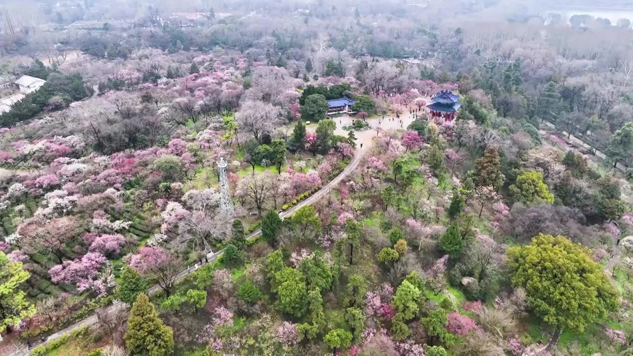 梅花山初春，江苏南京视频素材