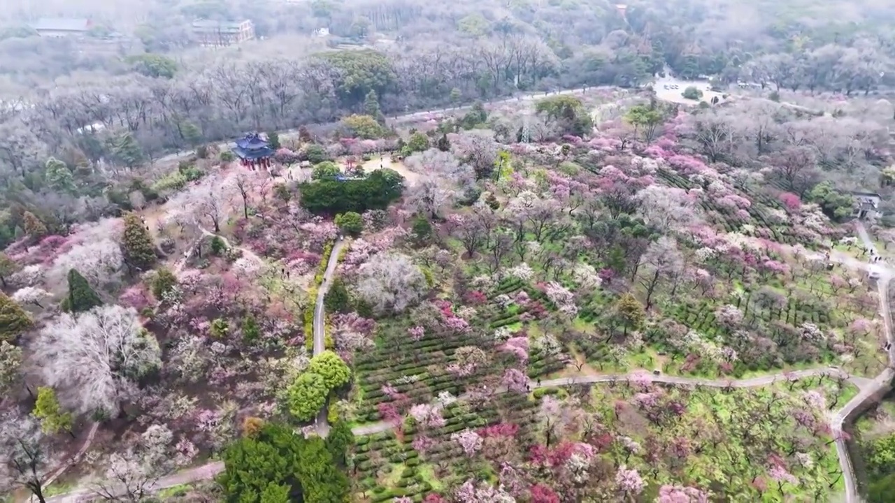 梅花山初春，江苏南京视频素材