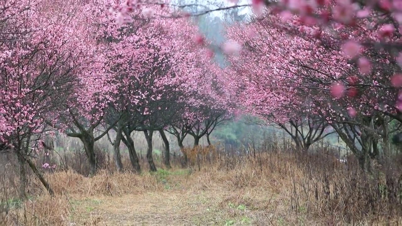 湖北恩施山村盛开的梅花树视频素材