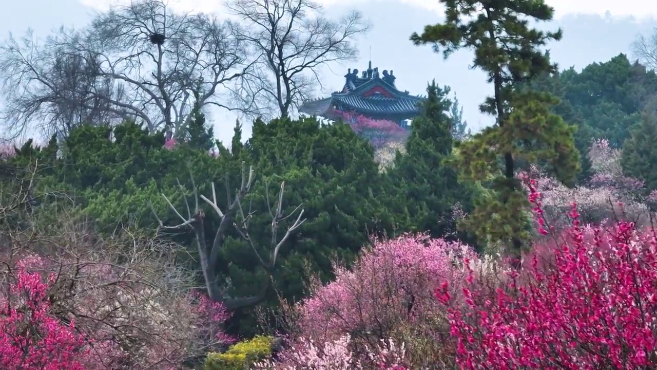 博爱阁和初春的梅花，江苏南京视频素材