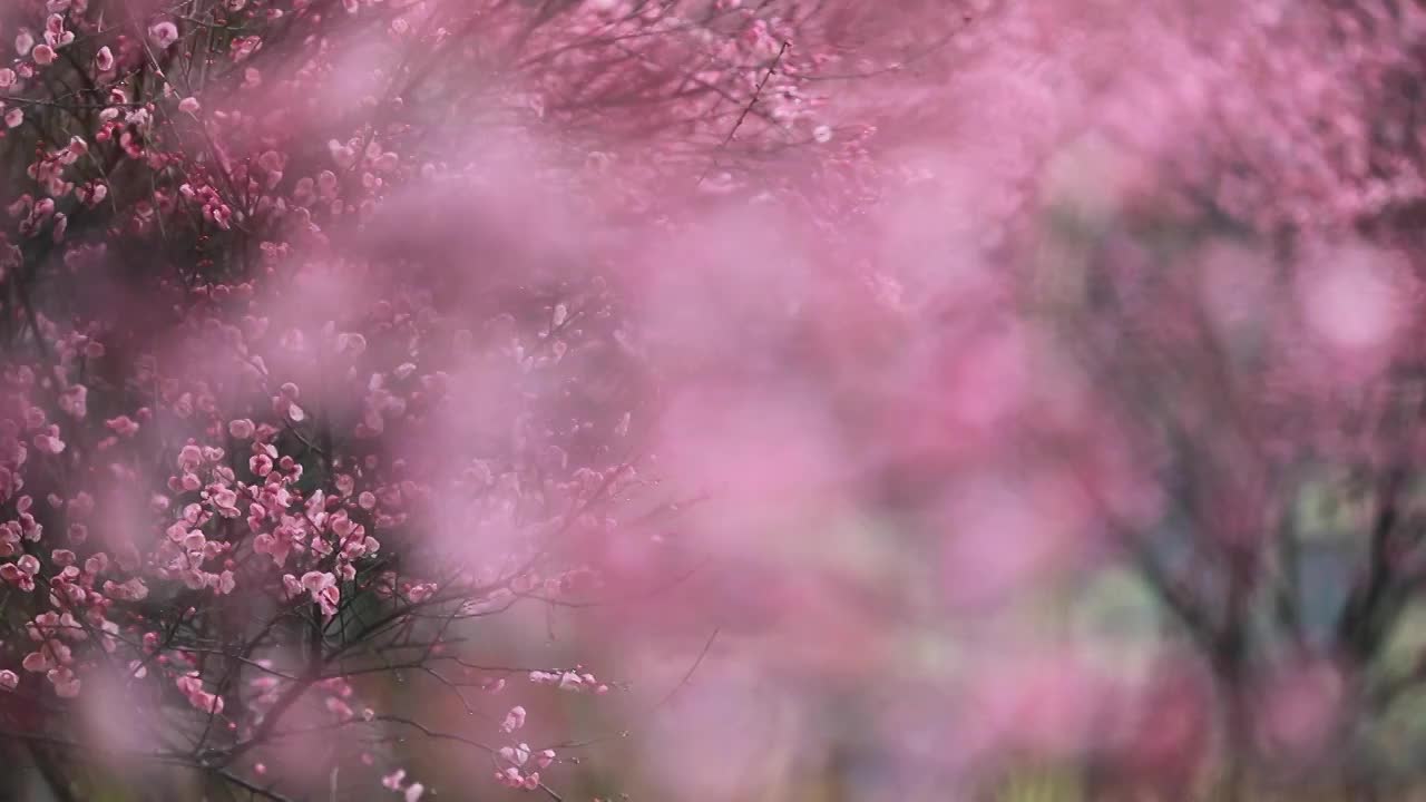 雨中梅花盛开视频素材