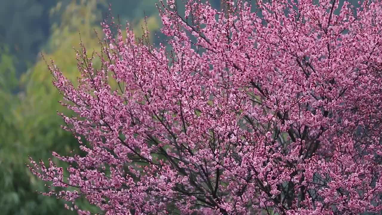 雨中梅花盛开视频素材