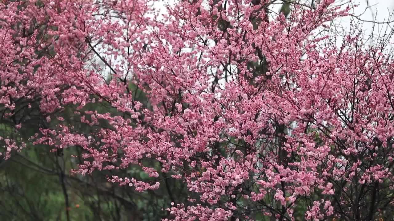 雨中梅花盛开视频素材