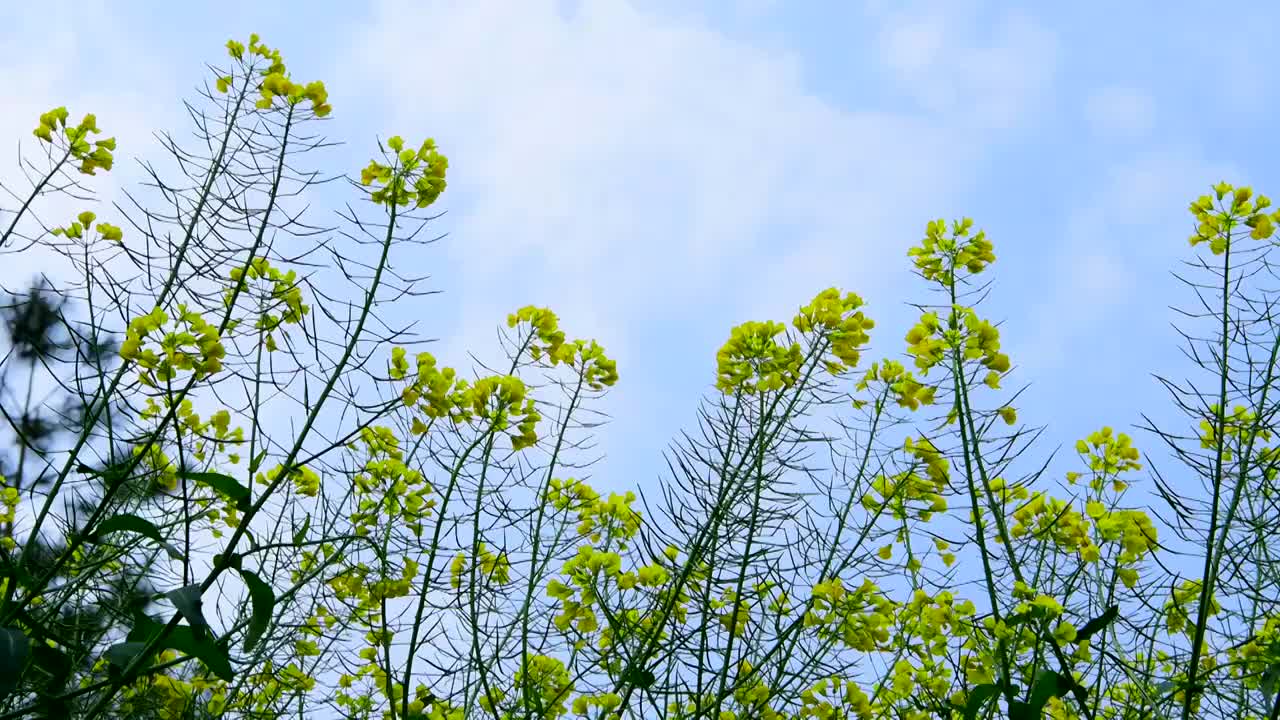 油菜花摇摄视频素材