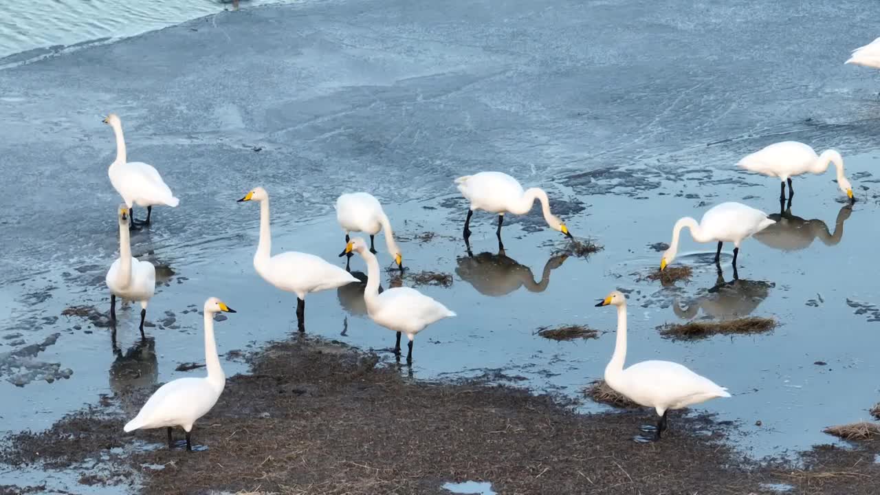 北京怀柔水库春天大天鹅觅食航拍视频素材