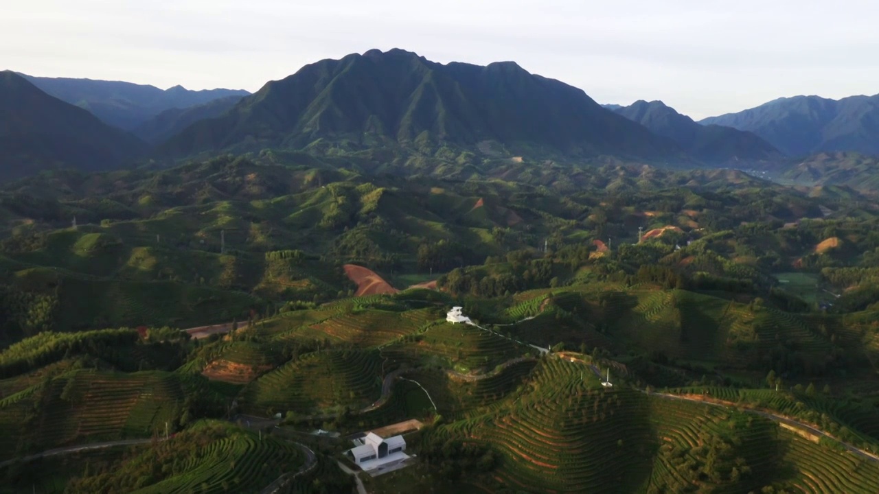 浙江丽水遂昌大柘万亩茶园视频素材