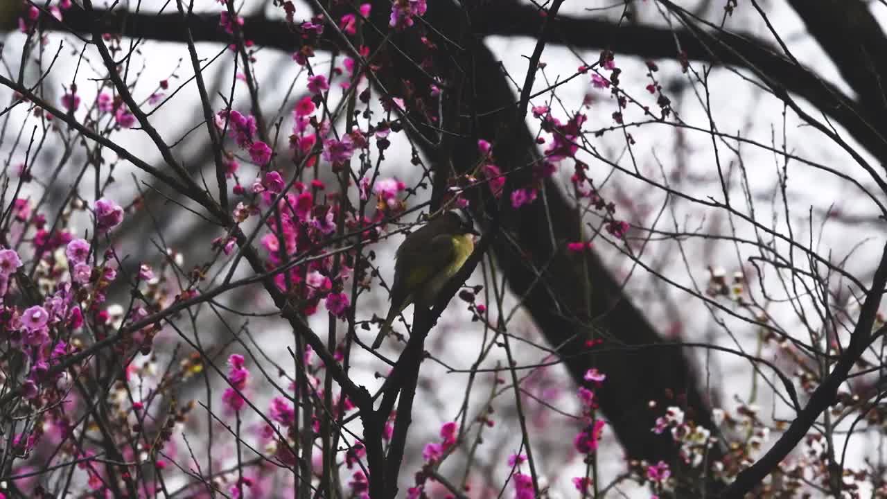 梅花树上打理羽毛的小鸟，江苏南京视频素材